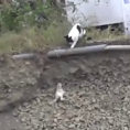 Mamma gatta capisce il pericolo e salva la vita al suo piccolo