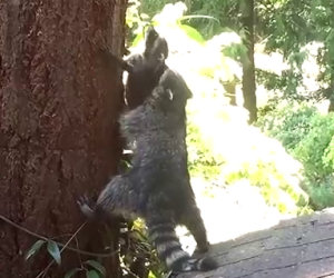 Questa mamma procione aiuta così il figlio a salire sull'albero