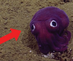 Ecco a voi il mollusco che sembra uscito da un cartone animato