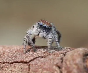 Non è un ragno come gli altri, appena si muove resterai di stucco