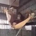 Ecco come un orango costruisce un'amaca. Geniale!