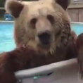 Un orso scopre una piscina e la sua reazione è esilarante