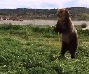 Un orso decide di annaffiare un cane, la sua reazione è buffissima