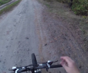 Orso insegue un uomo in bicicletta