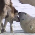 Questo è Dave, l'orso polare amico dei lupi