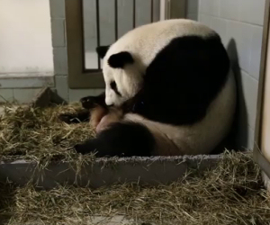 Mamma panda partorisce, poco dopo avviene una grande sorpresa