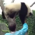 Un panda è incastrato su un albero, ecco cosa succede dopo