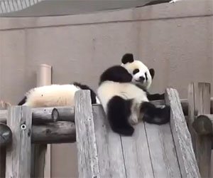 I panda più divertenti di sempre: la compilation