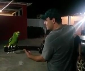 Un uomo inizia a suonare la chitarra, il pappagallo duetta con lui