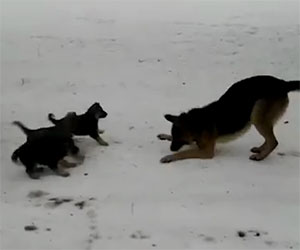 Un pastore tedesco gioca con i suoi cuccioli, che tenerezza!