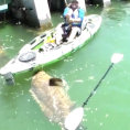 Pesca un pesce enorme su un kayak, lui però si difende così...