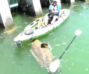 Pesca un pesce enorme su un kayak, lui però si difende così...