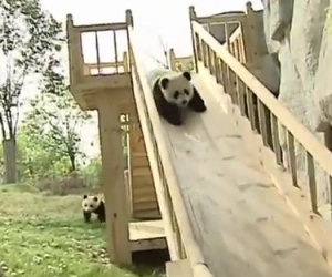 Piccoli panda giocano sullo scivolo