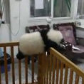 Un piccolo panda cerca di fuggire dalla culla dove è tenuto