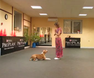 Questo pitbull danza con la sua padrona. Uno spettacolo incredibile