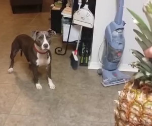 Pitbull terrorizzato da un ananas