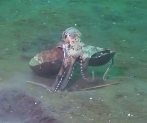 Un polpo trasporta una noce di cocco, il motivo ti sorprenderà