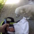 I genitori portano il neonato a casa, ecco la dolce reazione del cane