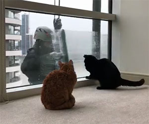 Questi gatti amano l'uomo che lava i vetri