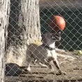 Ecco un cane che crede di essere un campione di calcio