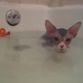 Mette il gatto nella vasca da bagno per la prima volta, ecco la reazione