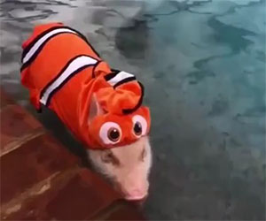 Questo maialino si crede Nemo