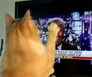 Ecco la reazione del gatto durante un comizio di Donald Trump