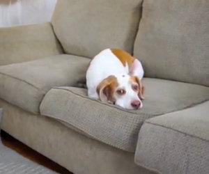 Il cane è annoiato, ma il suo padrone sta per fargli una sorpresa