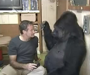 Robin Williams ed il gorilla Koko