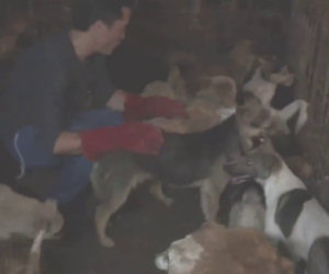 Salva in una notte oltre 1000 cani destinati ad un massacro in Cina
