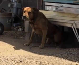 Per 3 anni vede un cane sempre legato in catena, ecco come lo salva