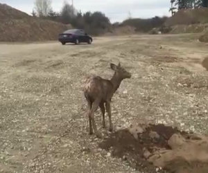 Un cerbiatto resta incastrato nel fango, ecco come viene salvato