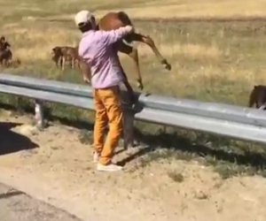 Trovano un puledro che piange per strada e lo salvano