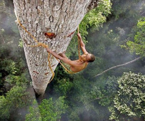 Un uomo si arrampica su un albero di 40 metri, ecco perchè...