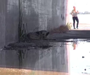 Scendono nel canale e salvano un cane che dorme lì