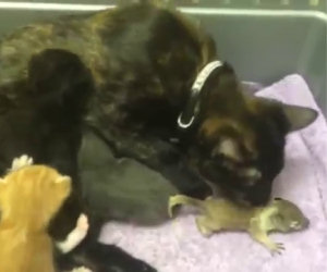 Uno scoiattolo orfano viene allevato da una gatta insieme ai suoi cuccioli