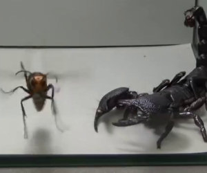 Scorpione contro un calabrone gigante, chi vincerà?