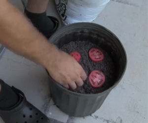 Taglia un pomodoro e lo interra, ecco cosa succede dopo 10 giorni