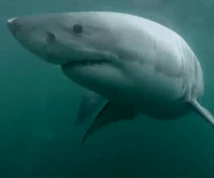 Un ragazzo si tuffa e si trova di fronte un enorme squalo bianco