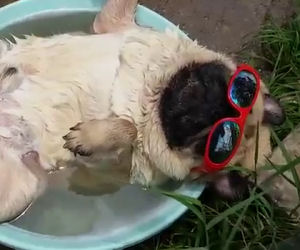 Questo cane sa bene come sopravvivere ad una giornata calda