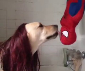 Come sarebbe la scena del bacio di Spiderman vista da un cane?