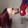 Come sarebbe la scena del bacio di Spiderman vista da un cane?