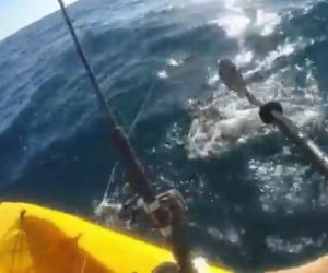 Uomo in canoa viene assalito da uno squalo, ecco come si difende