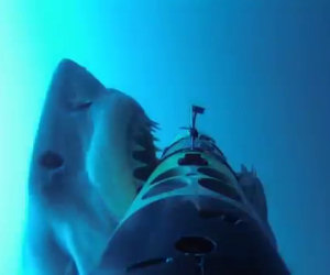 Un enorme squalo attacca il supporto della telecamera sott'acqua
