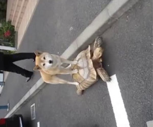 Tartaruga da un passaggio al cane