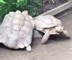 Una tartaruga resta incastrata, guardate cosa fa la sua amica