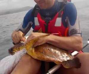 Salvano la vita ad una tartaruga marina mentre vanno in kayak