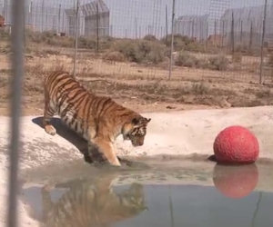 Due tigri vengono salvate e toccano l'acqua per la prima volta