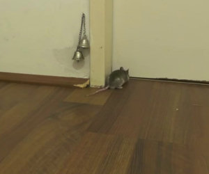 Come bussa alla porta un topo? Non crederete ai vostri occhi