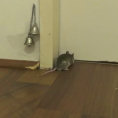 Come bussa alla porta un topo? Non crederete ai vostri occhi